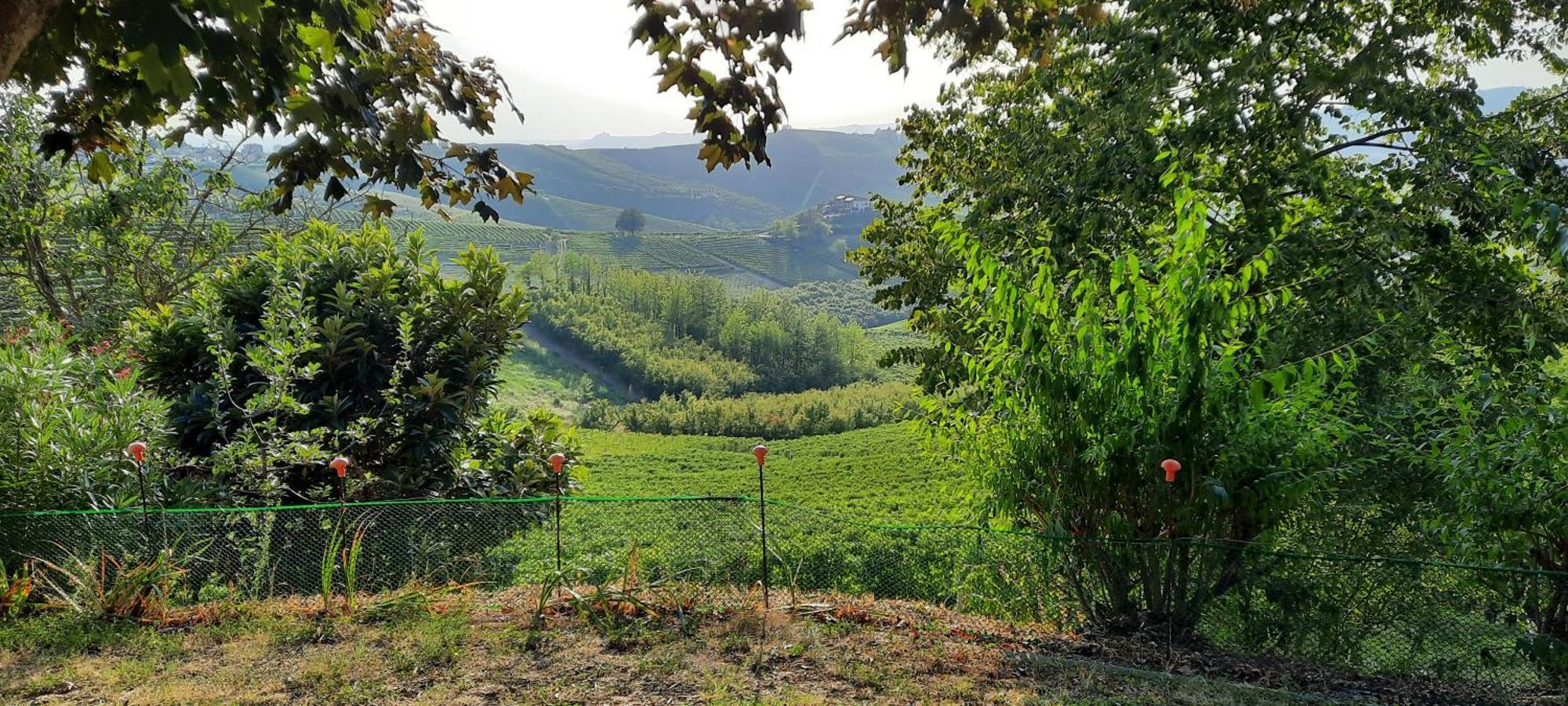 Ca Trifolera * Barbaresco